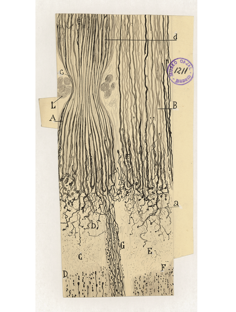 Dibujo original de Santiago Ramón y Cajal