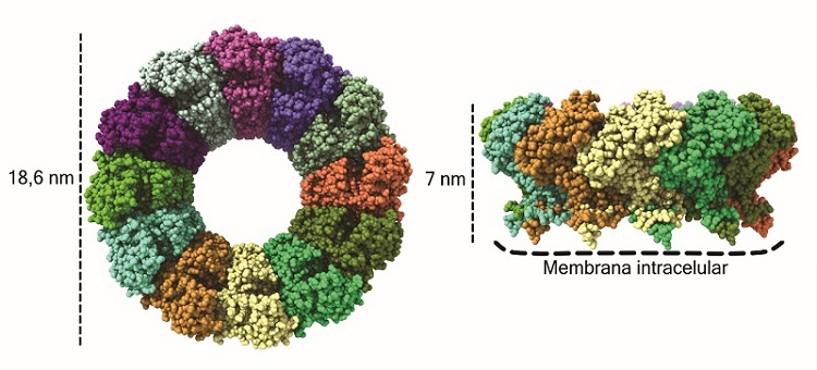 Revelada la estructura atómica de una proteína del virus chikungunya clave  para su replicación en las células | Consejo Superior de Investigaciones  Científicas