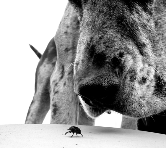 Perro y escarabajo
