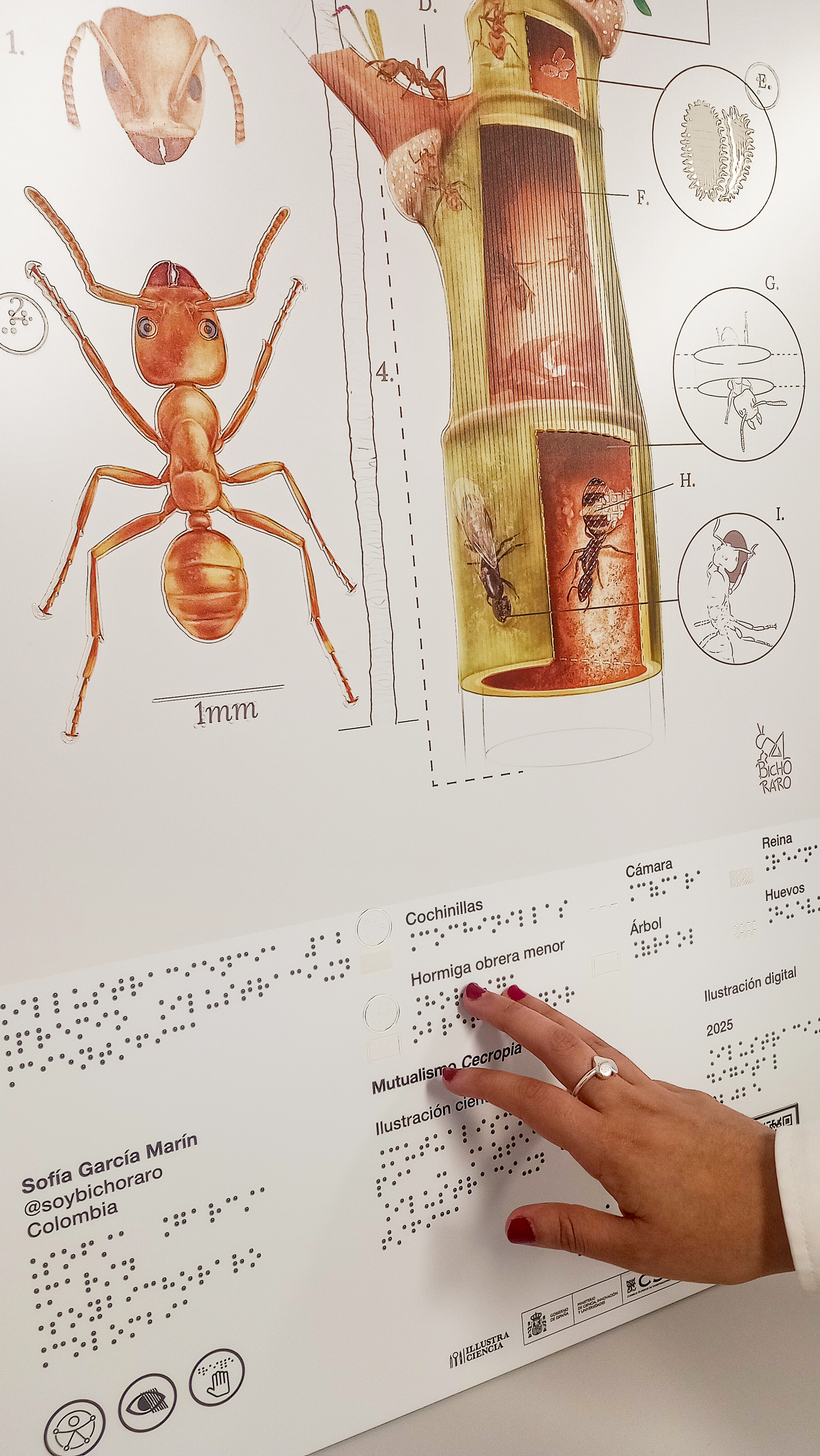 Imagen de alguien explorando con la mano la lámina en relieve 'Mutualismo'