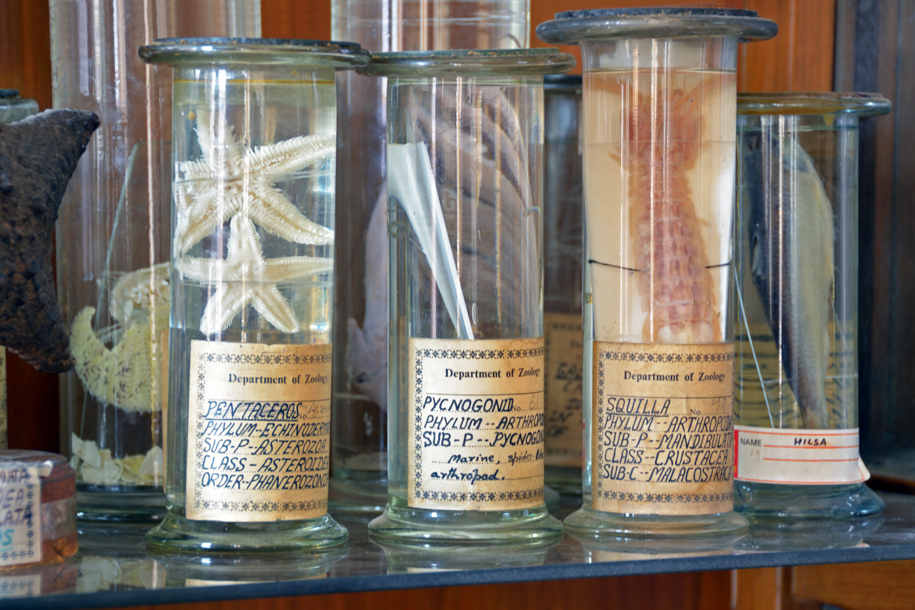 natural museum