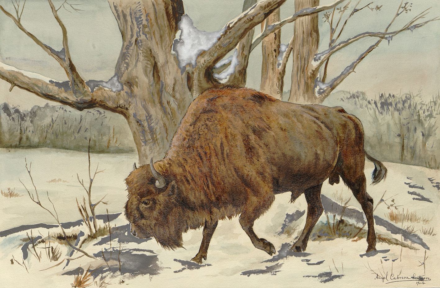 Pintura de bisonte de Cabrera