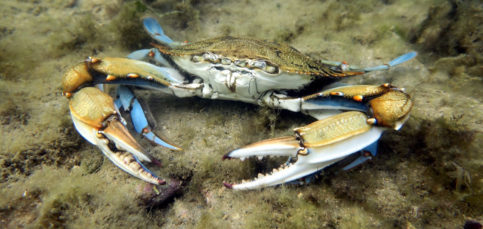 Cangrejo azul (Callinectes sapidus).