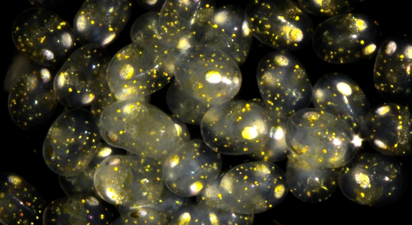 Huevos de camarón (Palaemon longirostris).